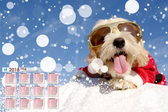 Картинка календари животные собака очки