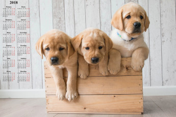 Картинка календари животные собака трое ящик