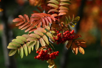 Картинка природа Ягоды +рябина листья осень россия рябина этюд макро красота