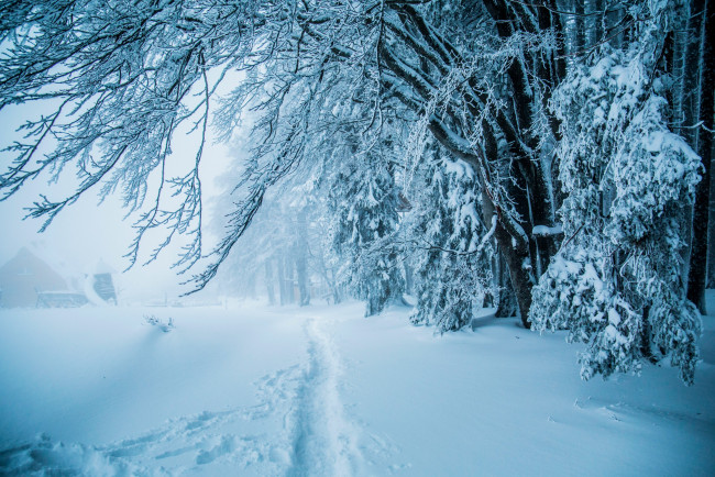 Обои картинки фото природа, зима, лес, снег, деревья, тропинка