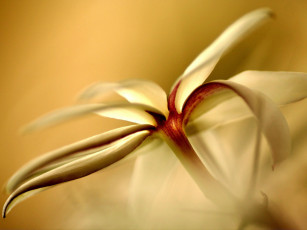 Картинка цветы цветок ваниль