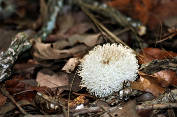 Картинка природа грибы листья дождевик