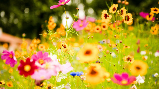 Обои картинки фото цветы, космея, космеи, трава, луг