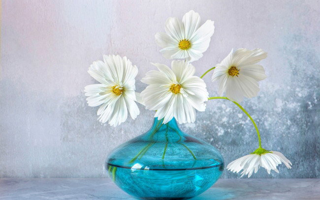 Обои картинки фото цветы, космея, ваза, белая