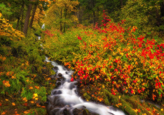 Картинка красота природа реки озера осень лес ручей орегон кусты oregon columbia river gorge ущелье колумбия