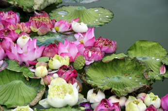 Картинка цветы лотосы вода листья