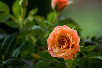 обоя цветы, розы, персиковая, роза, бутон, макро