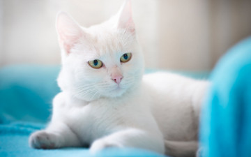 Картинка белый+кот животные коты кот животное фауна взгляд цвет поза