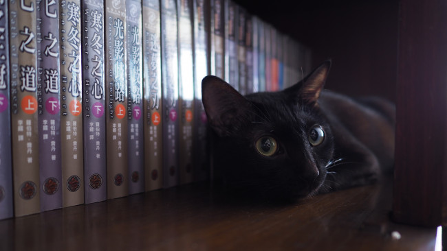 Обои картинки фото черный кот, животные, коты, кот, животное, фауна, книги, интерьер