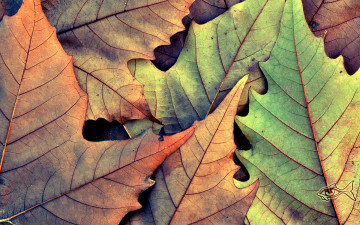 Картинка природа листья