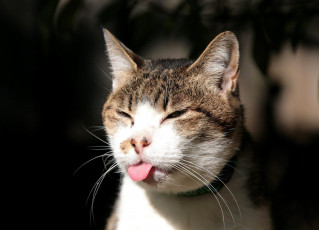Картинка животные коты язык cat