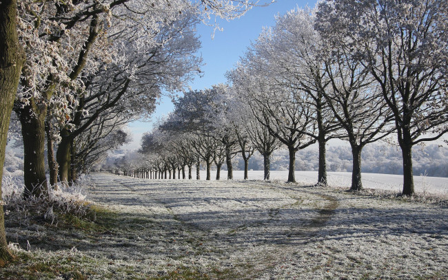 Обои картинки фото природа, зима, иней, деревья