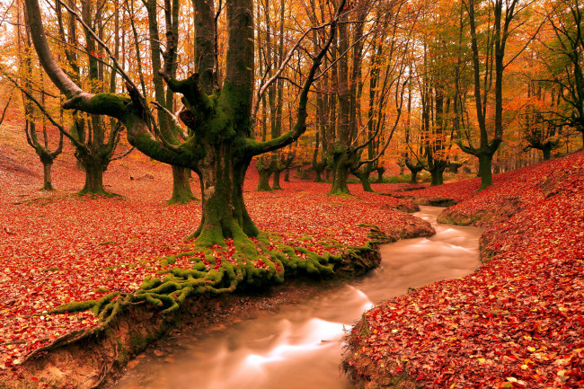Обои картинки фото природа, лес, осень, деревья, ручей, листья