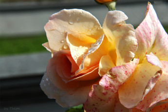 Картинка цветы розы капли лерестки
