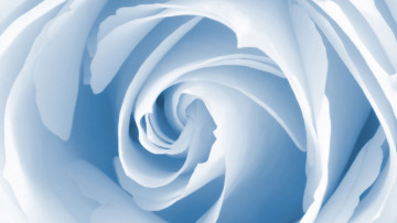 Картинка рисованные цветы цветок голубая роза