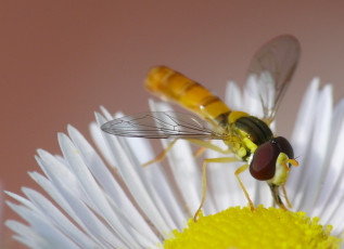 Картинка животные насекомые цветок макро насекомое