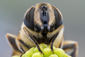 Картинка животные пчелы +осы +шмели травинка глаза пчела портрет насекомое утро зелёный фон макро