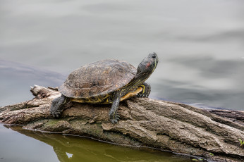 Картинка животные Черепахи черепашка бревно вода