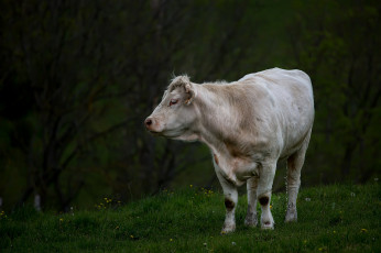 Картинка животные коровы +буйволы луг корова