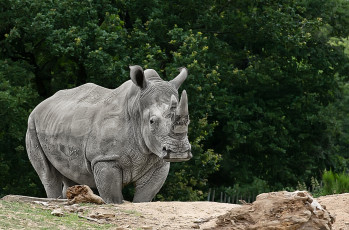 Картинка животные носороги носорог двурогий
