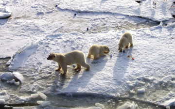 Картинка животные медведи лед снег