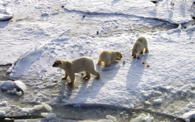 Обои картинки фото животные, медведи, лед, снег