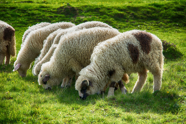 Обои картинки фото животные, овцы,  бараны, овечки, пастбище