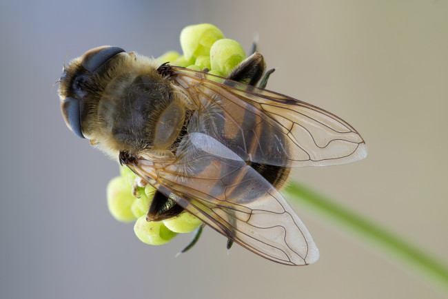 Обои картинки фото животные, пчелы,  осы,  шмели, макро, травинка, крылья, фон, зелёный, насекомое, муха