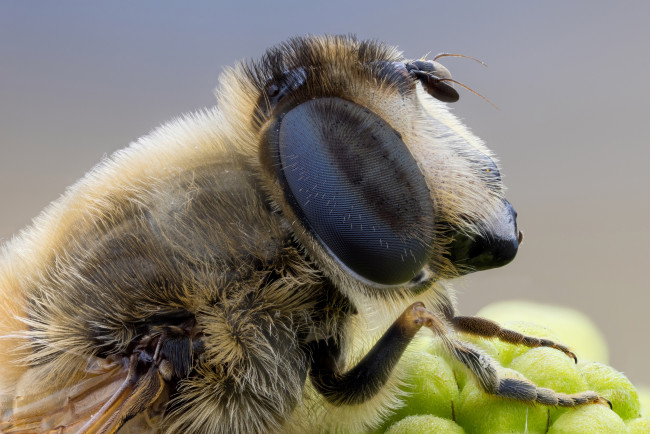 Обои картинки фото животные, пчелы,  осы,  шмели, портрет, пчела, фон, насекомое, макро