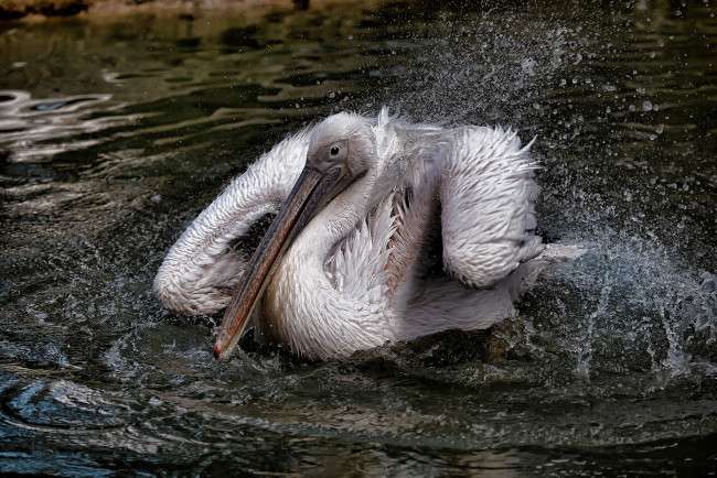 Обои картинки фото животные, пеликаны, брызги, пеликан, вода