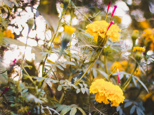Картинка цветы бархатцы бархатци