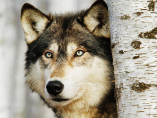 обоя животные, волки,  койоты,  шакалы, хищник, взгляд, волк
