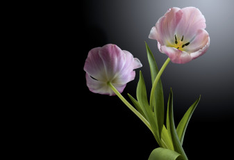 Картинка цветы тюльпаны фон