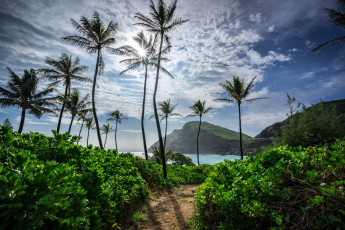 Картинка природа тропики пальмы бухта океан