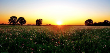 Картинка природа восходы закаты цветы поле закат