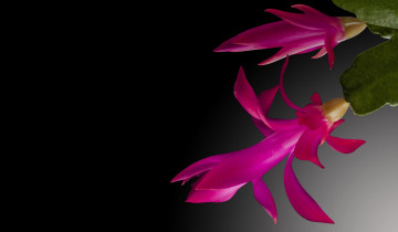 Картинка цветы кактусы цветок сукулент кактус лепестки макро тычинки