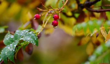 Картинка природа Ягоды фон макро капли ягоды листья