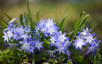Картинка цветы гиацинты размытость трава растения макро природа