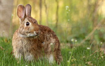 Картинка животные кролики +зайцы мило лето растения заяц кролик трава зелень поляна грызуны
