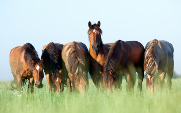 Картинка животные лошади кони пасутся шесть трава небо лето коричневые