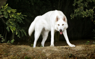 Картинка животные собаки друг белый северный инуит пес деревья собака