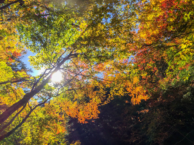 Обои картинки фото природа, деревья, осень, дерево, солнце