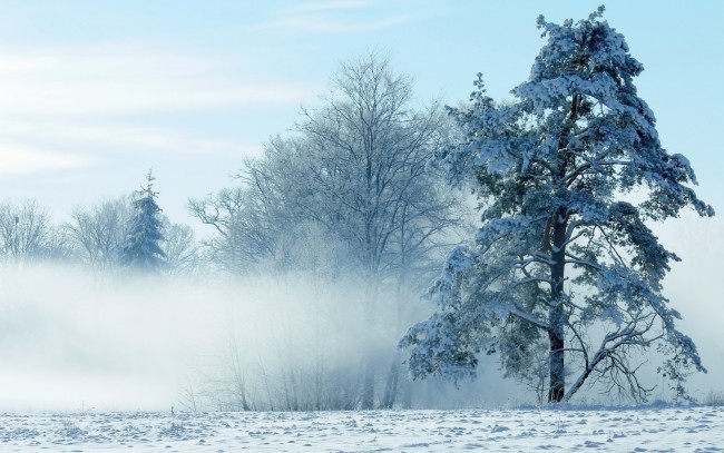 Обои картинки фото природа, зима, туман, деревья, снег, мороз