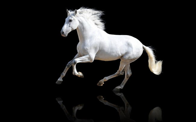 Обои картинки фото животные, лошади, лошадь, конь, белый, скачет, отражение, красавец, хвост, грива, черный, фон