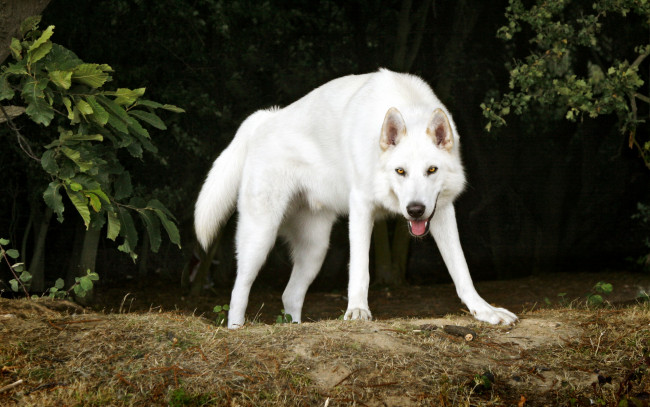 Обои картинки фото животные, собаки, друг, белый, северный, инуит, пес, деревья, собака