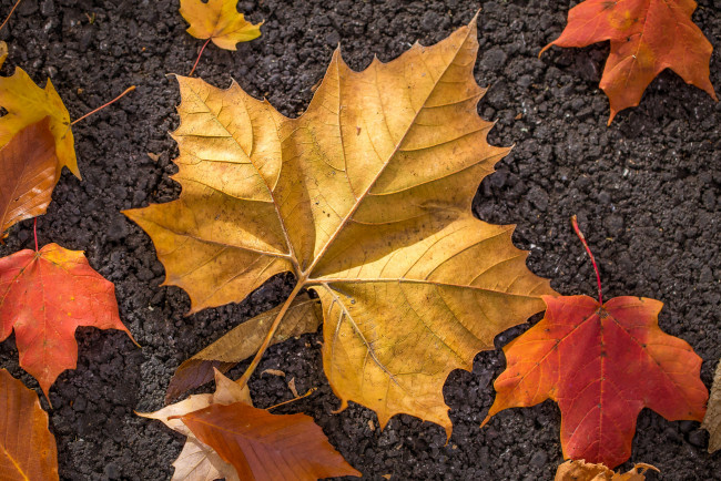 Обои картинки фото природа, листья, осень, цвет
