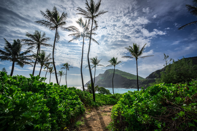 Обои картинки фото природа, тропики, пальмы, бухта, океан