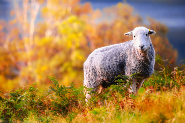 Обои картинки фото животные, овцы,  бараны, трава, животное, деревья, овца, боке, природа, осень, желтые, листья