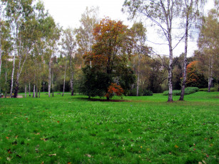 Картинка природа парк березы осень