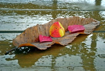 Картинка природа листья вода дождь